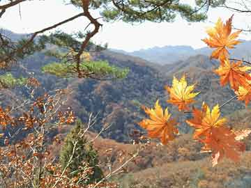 那些“四季如春”的花儿们